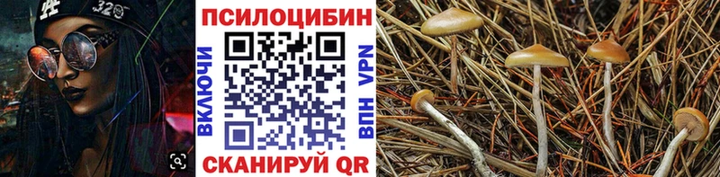 Псилоцибиновые грибы Cubensis как найти закладки Соль-Илецк